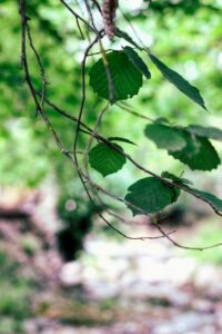 Wandelcoaching